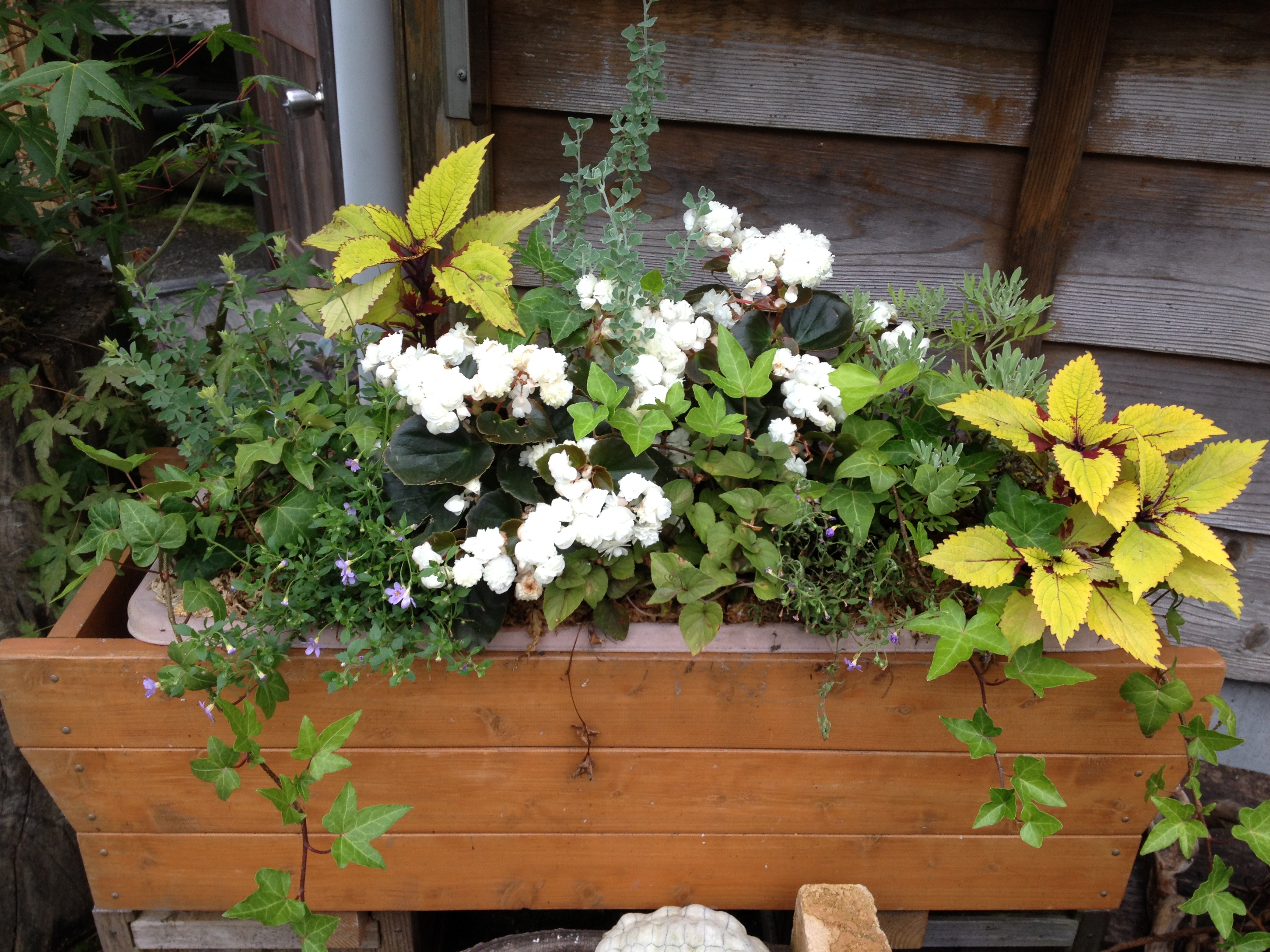 夏の寄せ植え作ってます ガーデニング Hiyori ひより 藤枝 焼津 静岡中部のお庭 ｶﾞｰﾃﾞﾝ 外構 ｴｸｽﾃﾘｱ 工事