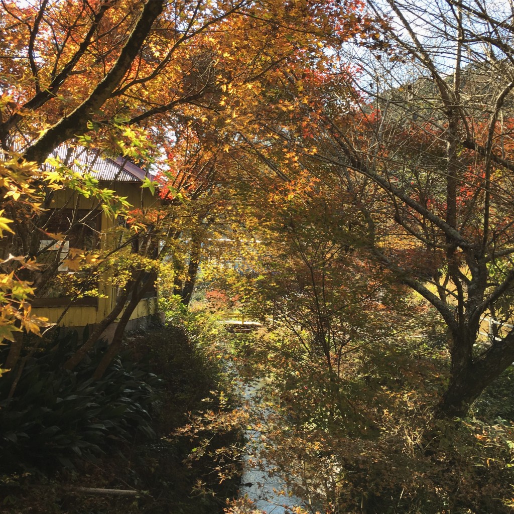 ゆるびく村　紅葉